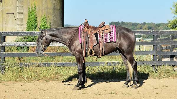 all-around-percheron-horse