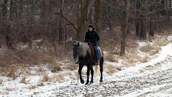 draft-percheron-horse