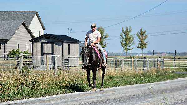 athletic-percheron-horse