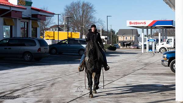 dressage-percheron-horse