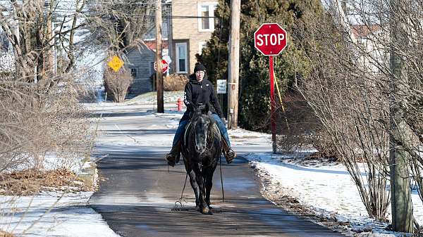 drill-team-percheron-horse