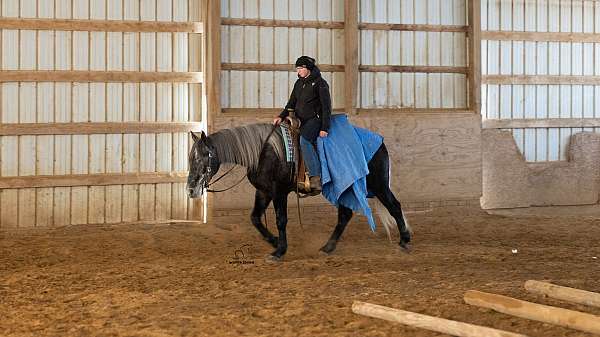 driving-percheron-horse