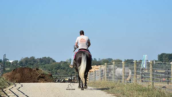 eventing-percheron-horse