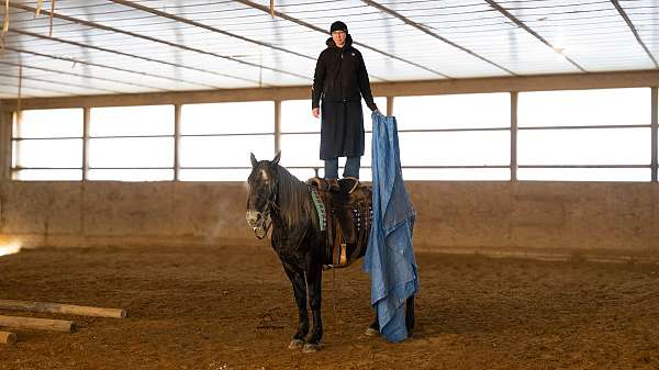 well-broke-percheron-horse