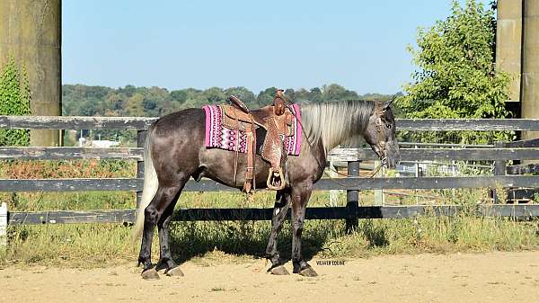 quiet-percheron-horse