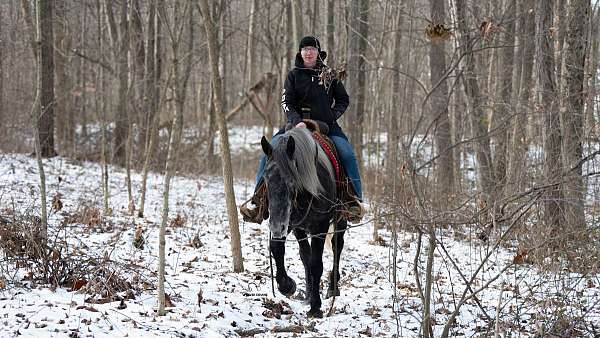 husband-safe-percheron-horse