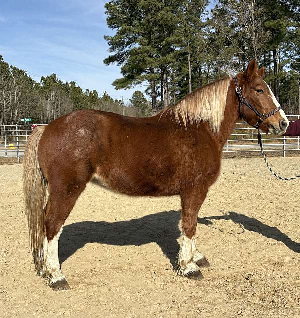 sorrel-draft-mare