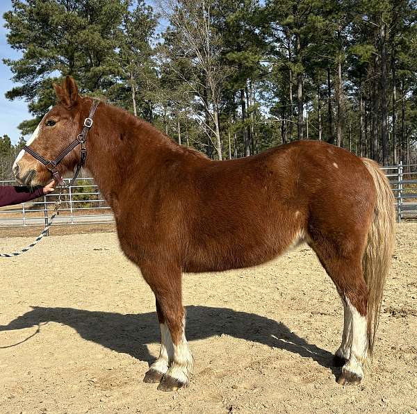 sorrel-mare-for-sale