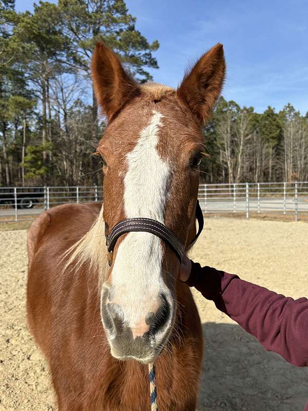 15-hand-draft-mare
