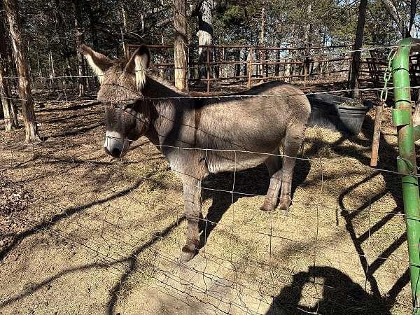 white-muzzle-cross-on-shoulders-donkey