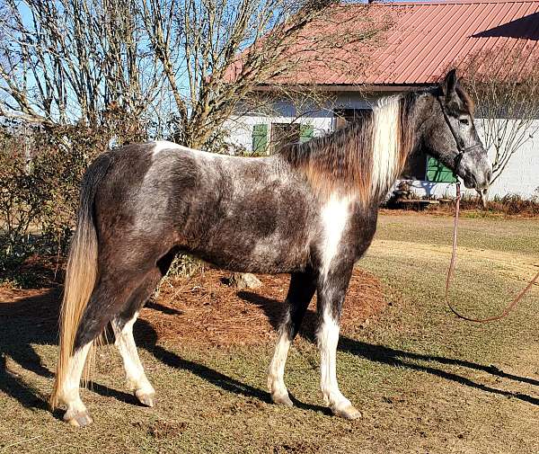 tobiano-black-roan-markings-horse