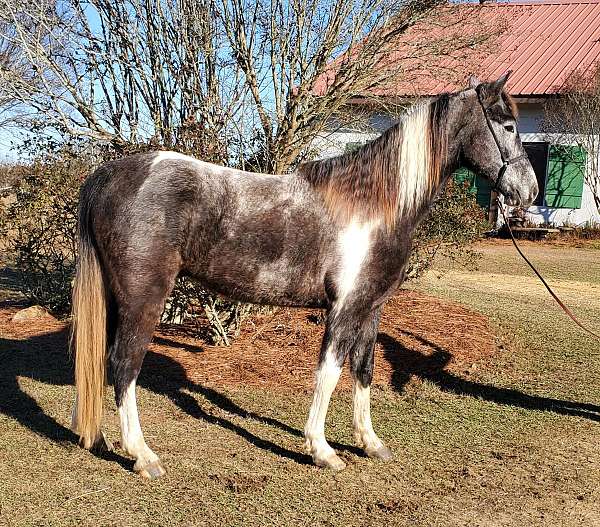 roan-tobiano-black-markings-horse