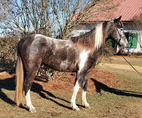 tobiano-black-roan-markings
