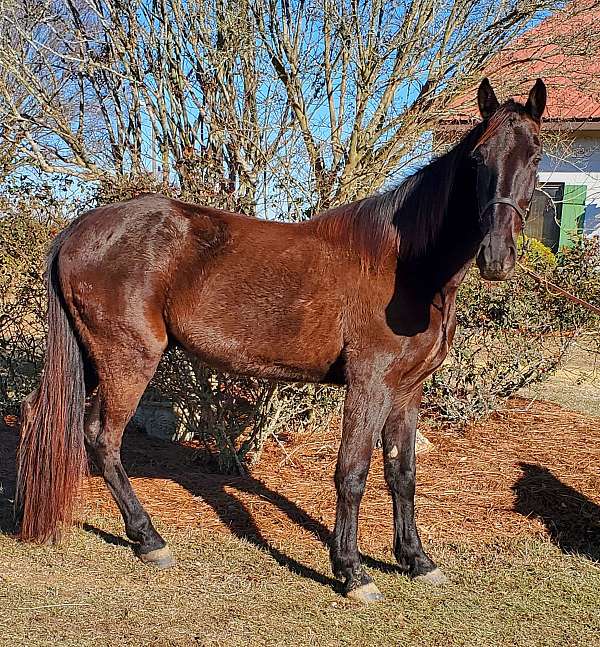 black-tennessee-walking-gelding