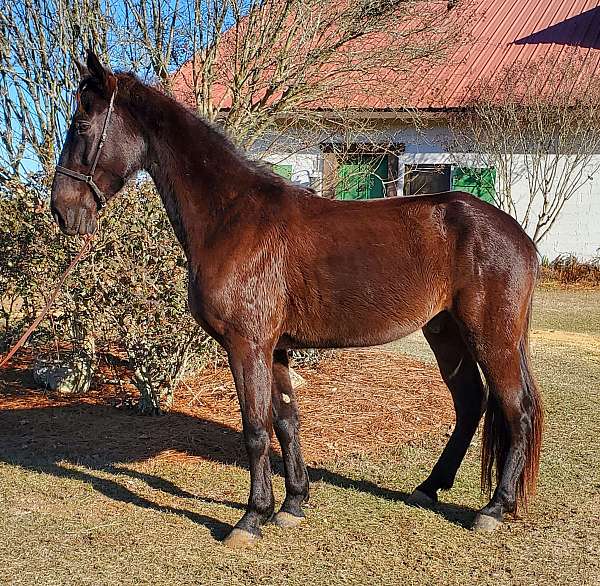 black-gelding-for-sale