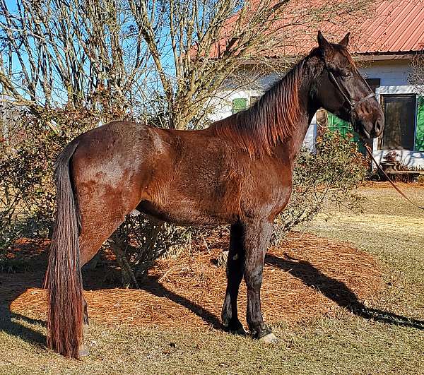 15-hand-tennessee-walking-gelding