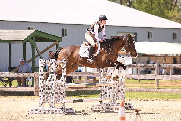 athletic-thoroughbred-horse
