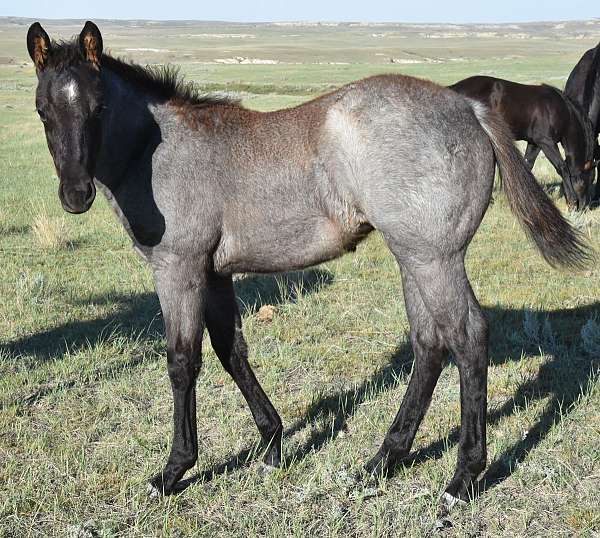 colonel-doc-bar-chex-filly