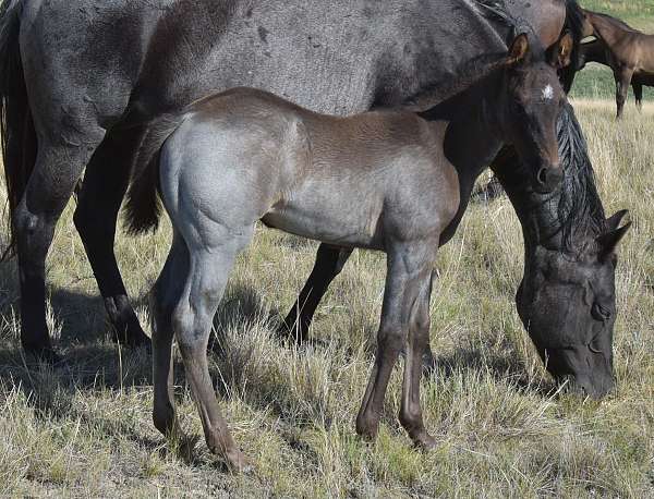 blue-spark-olena-filly