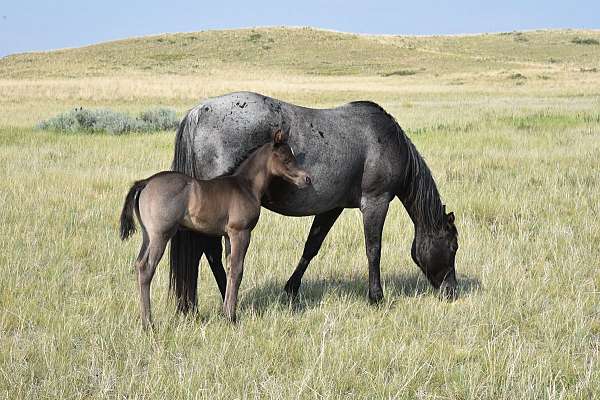 blue-roan-cropout-horse