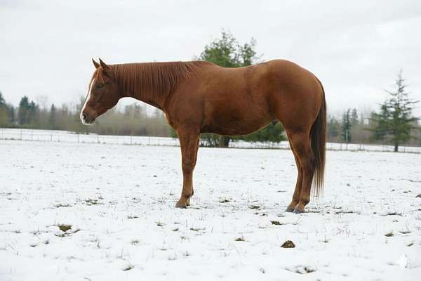 aqha-nrha-gelding-mare