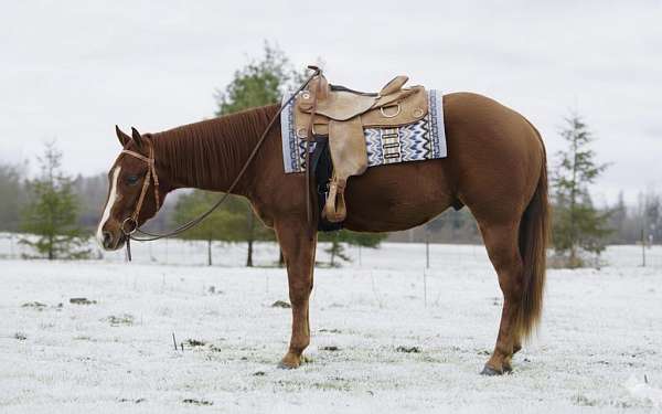 sorrel-aqha-nrha-gelding-mare