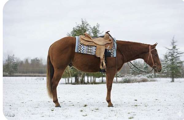 sorrel-aqha-nrha-horse