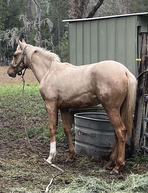 palomino-anglo-arabian-colt