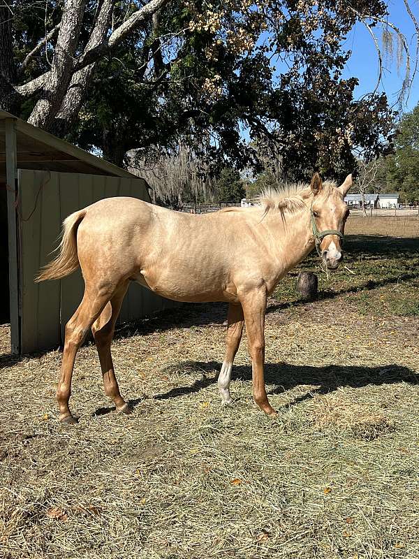 palomino-anglo-arabian