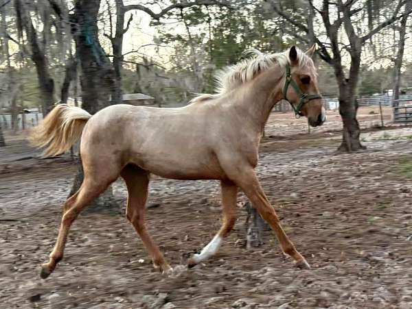 palomino-anglo-arabian-for-sale
