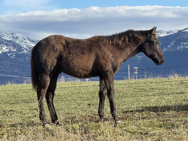athletic-appendix-horse