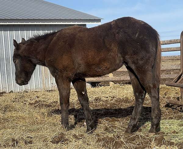 barrel-appendix-horse