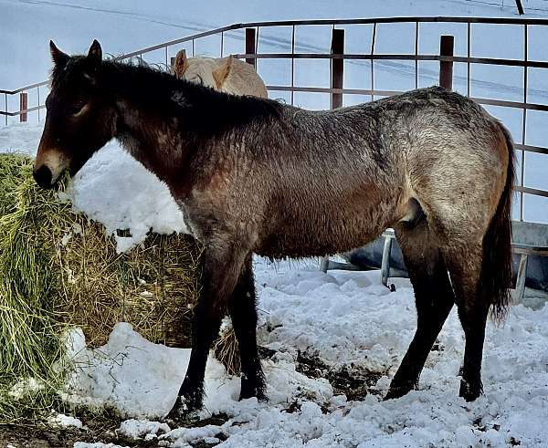all-around-quarter-horse