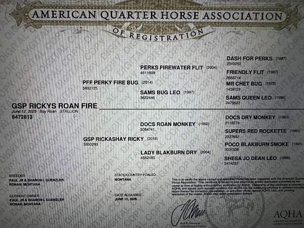 athletic-quarter-horse