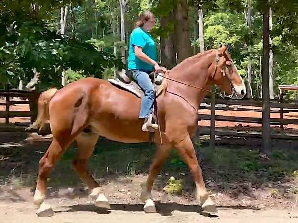 sane-belgian-horse