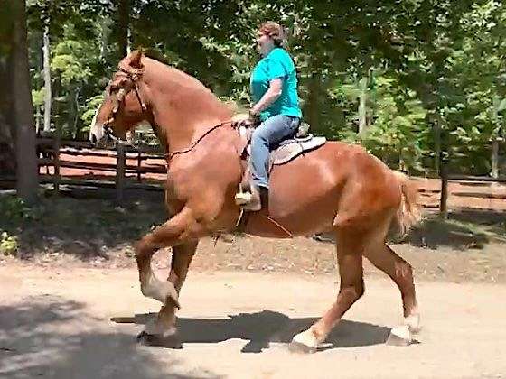 fun-belgian-horse