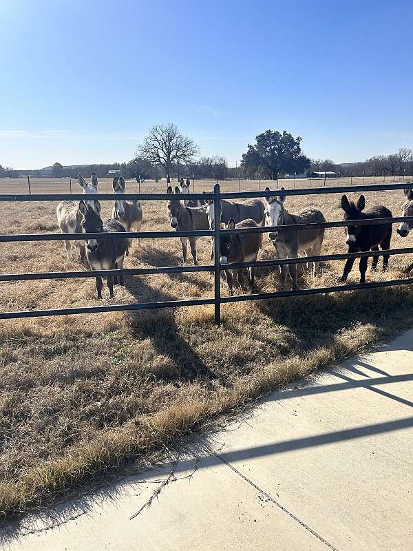 donkey-mare
