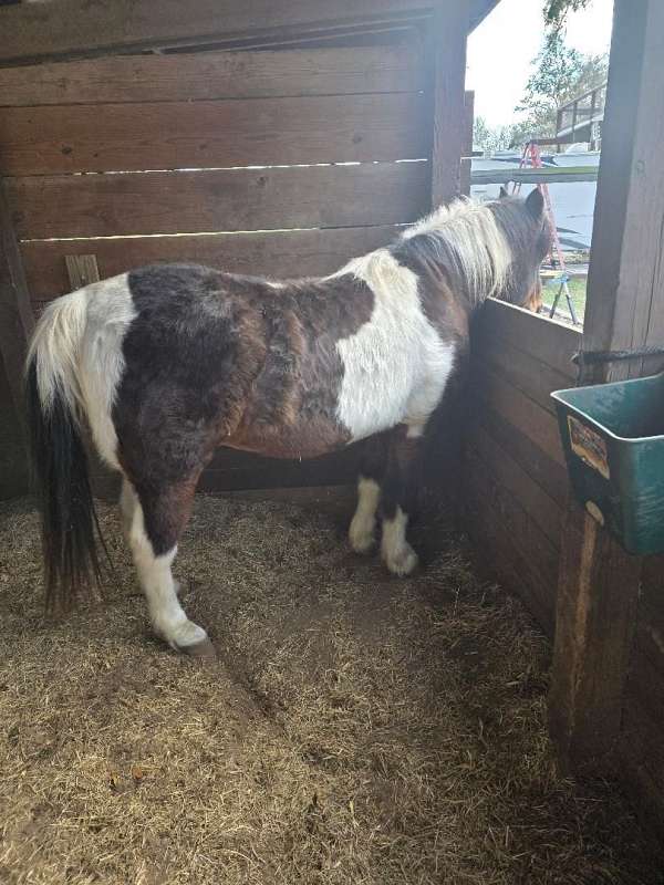 black-white-horse