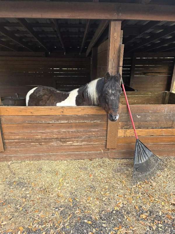 pinto-tennessee-walking-stallion