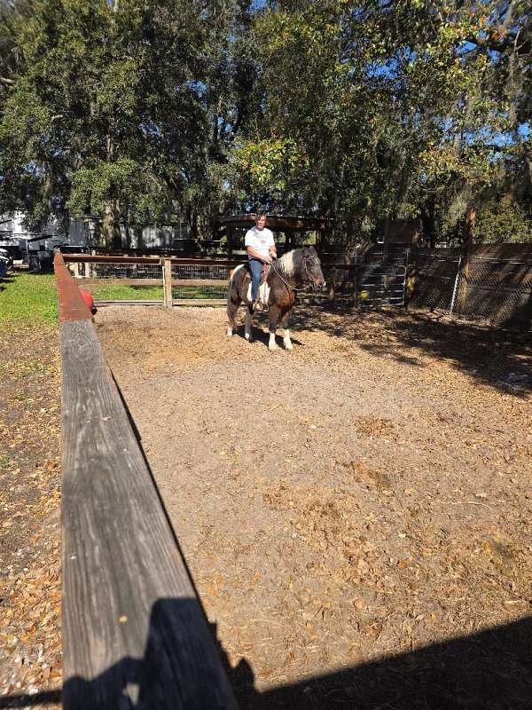 pinto-black-white-horse