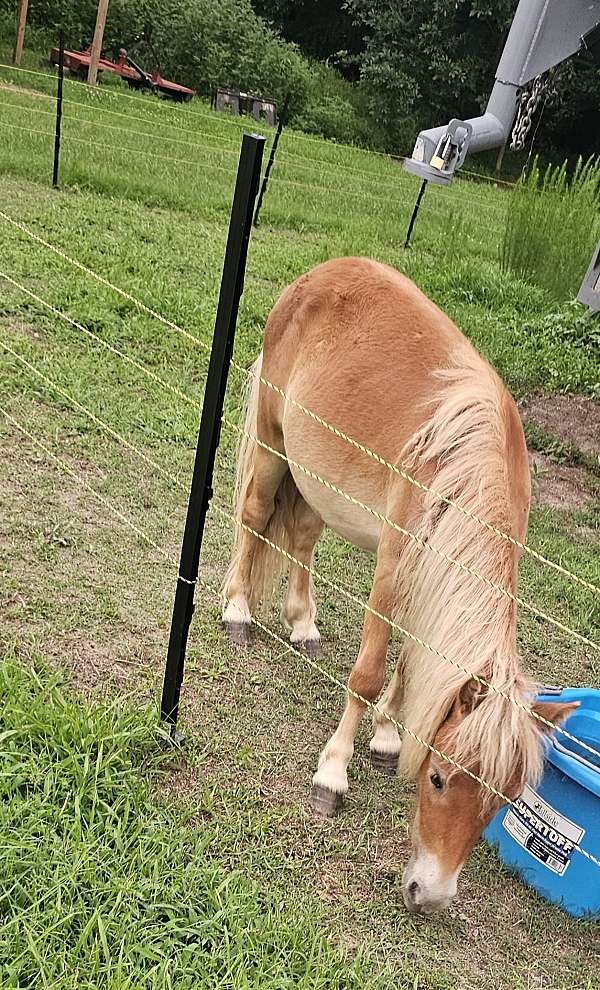 buckskin-palomino-miniature-colt