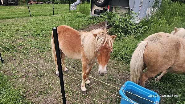 buckskin-palomino-colt-for-sale