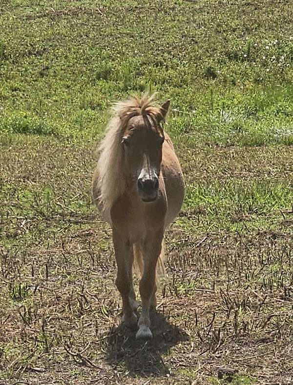 buckskin-palomino-miniature-for-sale