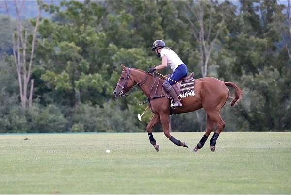 all-around-quarter-horse