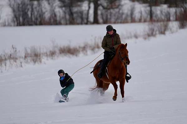 athletic-quarter-horse