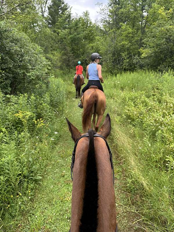 polo-quarter-horse