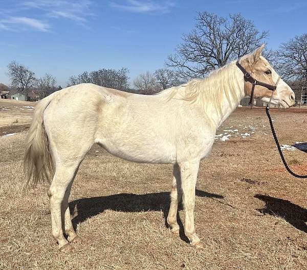 all-around-pinto-horse