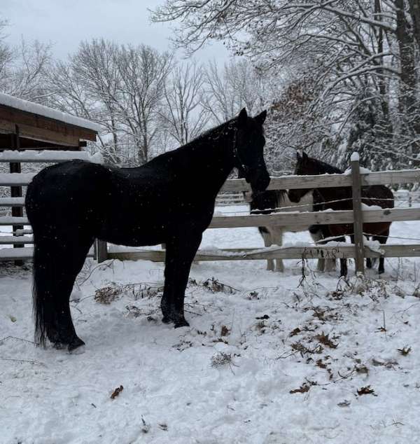 jumping-friesian-morgan-horse