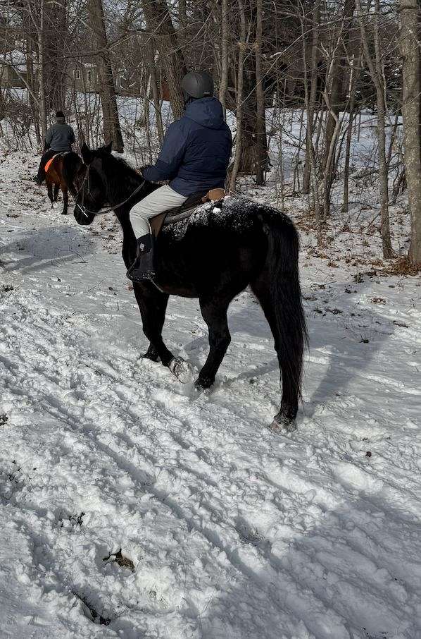 lesson-friesian-morgan-horse