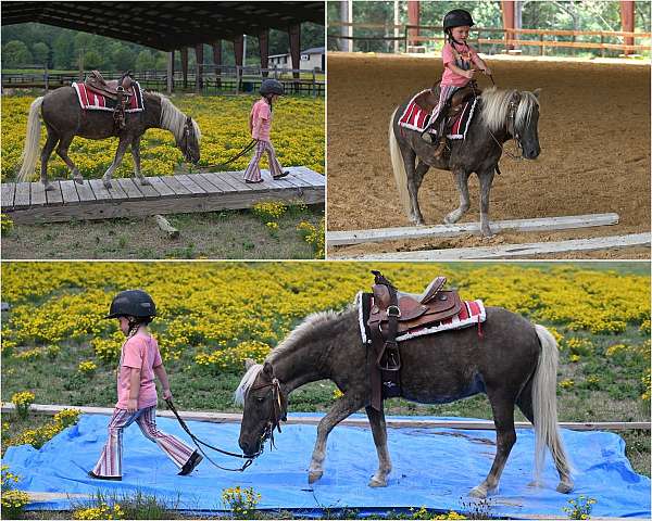 pony